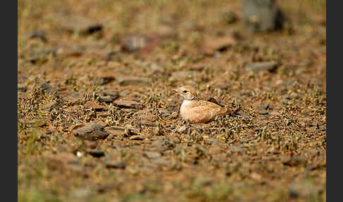 Saharaohrenlerche (Eremophila bilopha)