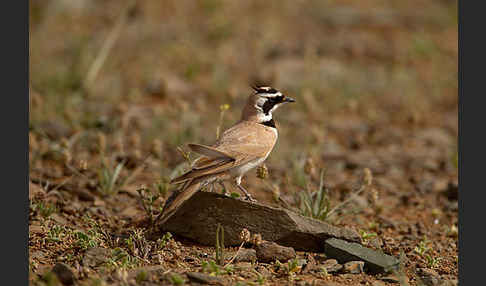 Saharaohrenlerche (Eremophila bilopha)