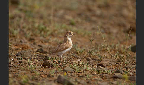 Saharaohrenlerche (Eremophila bilopha)