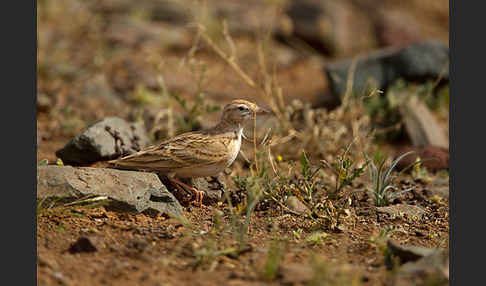 Kurzzehenlerche (Calandrella brachydactyla)