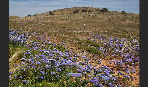 Strandflieder (Limonium spec.)