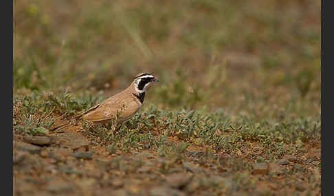 Saharaohrenlerche (Eremophila bilopha)