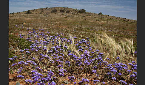 Strandflieder (Limonium spec.)