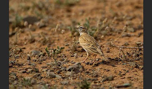 Kurzzehenlerche (Calandrella brachydactyla)