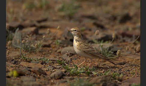 Kurzzehenlerche (Calandrella brachydactyla)