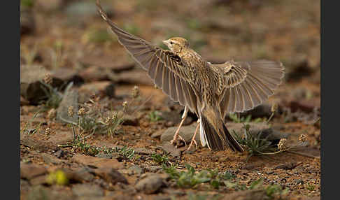 Kurzzehenlerche (Calandrella brachydactyla)