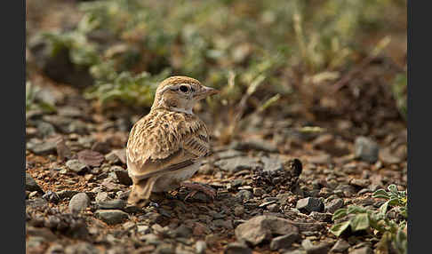 Kurzzehenlerche (Calandrella brachydactyla)