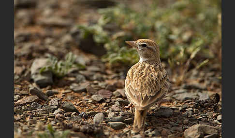 Kurzzehenlerche (Calandrella brachydactyla)