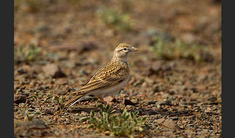 Kurzzehenlerche (Calandrella brachydactyla)