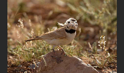 Saharaohrenlerche (Eremophila bilopha)