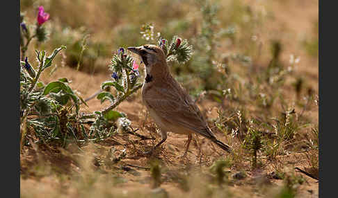 Saharaohrenlerche (Eremophila bilopha)