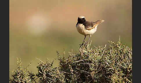 Fahlbürzelsteinschmätzer (Oenanthe moesta)