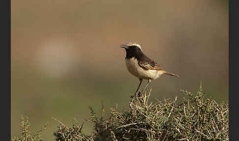 Fahlbürzelsteinschmätzer (Oenanthe moesta)