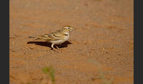 Kurzzehenlerche (Calandrella brachydactyla)