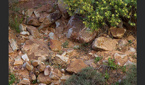 Pharaonenuhu (Bubo bubo ascalaphus)