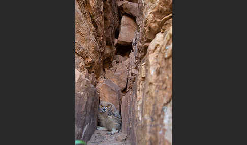 Pharaonenuhu (Bubo bubo ascalaphus)