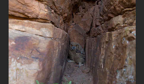 Pharaonenuhu (Bubo bubo ascalaphus)