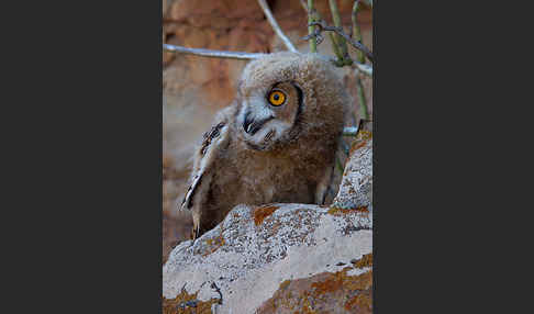 Pharaonenuhu (Bubo bubo ascalaphus)