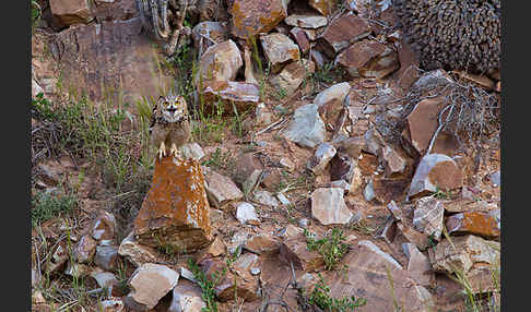 Pharaonenuhu (Bubo bubo ascalaphus)