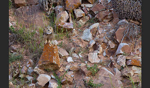 Pharaonenuhu (Bubo bubo ascalaphus)