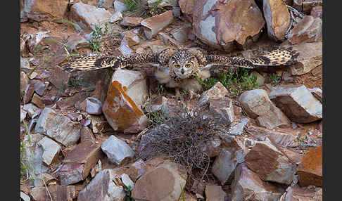 Pharaonenuhu (Bubo bubo ascalaphus)