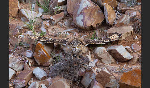 Pharaonenuhu (Bubo bubo ascalaphus)