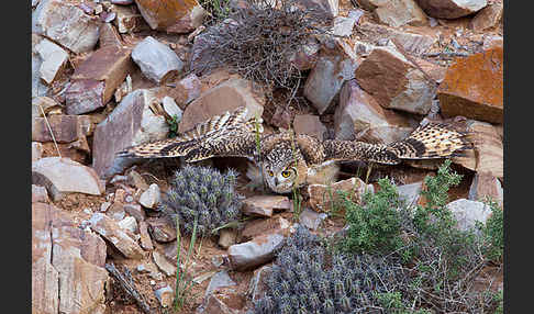 Pharaonenuhu (Bubo bubo ascalaphus)