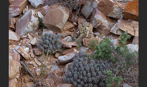 Pharaonenuhu (Bubo bubo ascalaphus)