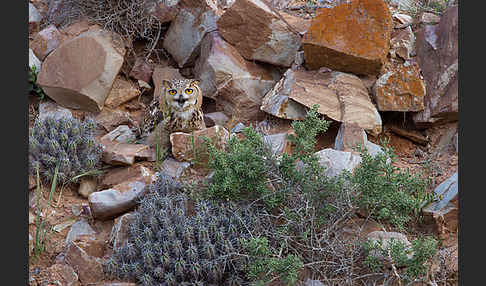 Pharaonenuhu (Bubo bubo ascalaphus)