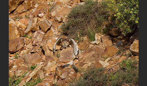 Pharaonenuhu (Bubo bubo ascalaphus)