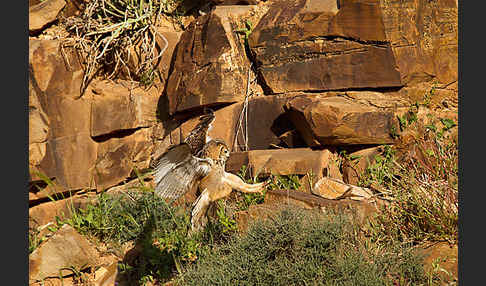 Pharaonenuhu (Bubo bubo ascalaphus)