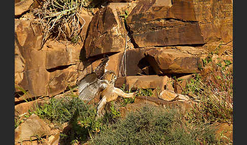 Pharaonenuhu (Bubo bubo ascalaphus)