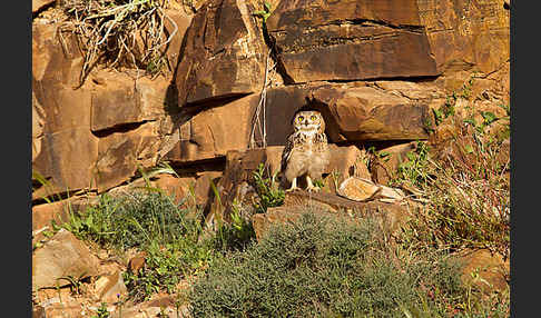 Pharaonenuhu (Bubo bubo ascalaphus)