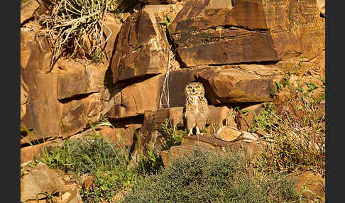 Pharaonenuhu (Bubo bubo ascalaphus)