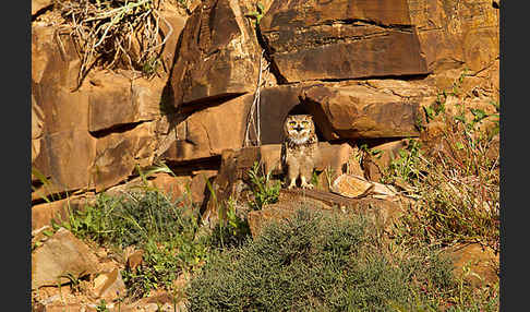 Pharaonenuhu (Bubo bubo ascalaphus)