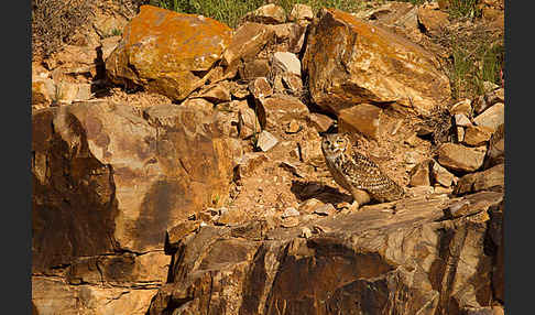 Pharaonenuhu (Bubo bubo ascalaphus)