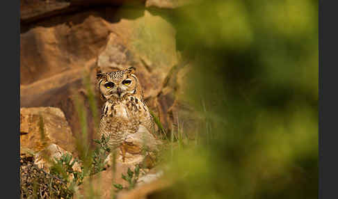 Pharaonenuhu (Bubo bubo ascalaphus)