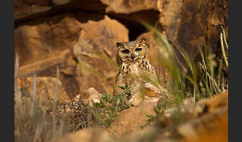 Pharaonenuhu (Bubo bubo ascalaphus)