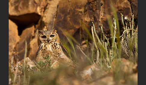 Pharaonenuhu (Bubo bubo ascalaphus)