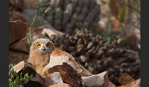 Pharaonenuhu (Bubo bubo ascalaphus)