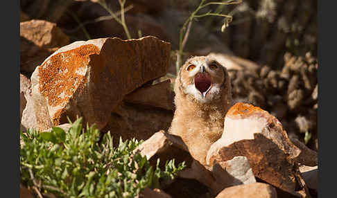 Pharaonenuhu (Bubo bubo ascalaphus)