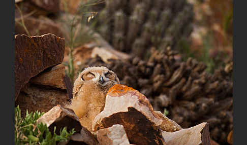 Pharaonenuhu (Bubo bubo ascalaphus)