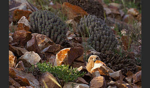 Pharaonenuhu (Bubo bubo ascalaphus)