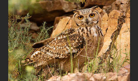 Pharaonenuhu (Bubo bubo ascalaphus)