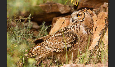 Pharaonenuhu (Bubo bubo ascalaphus)