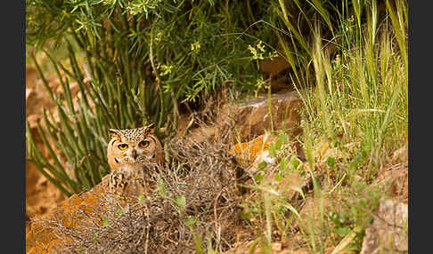 Pharaonenuhu (Bubo bubo ascalaphus)