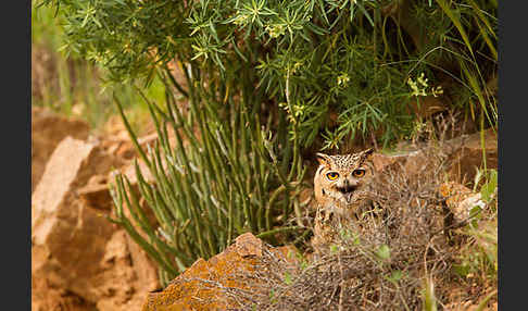 Pharaonenuhu (Bubo bubo ascalaphus)