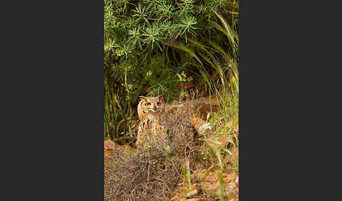 Pharaonenuhu (Bubo bubo ascalaphus)