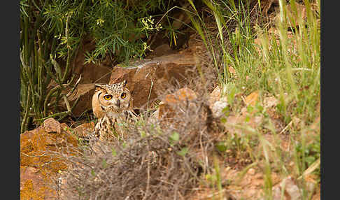 Pharaonenuhu (Bubo bubo ascalaphus)