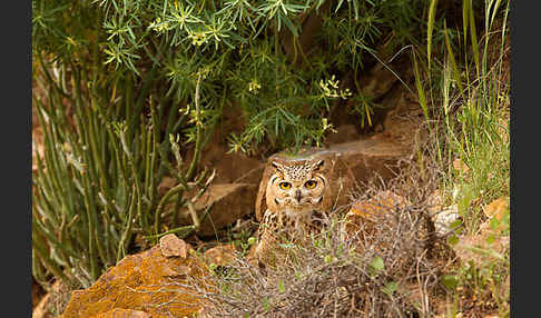 Pharaonenuhu (Bubo bubo ascalaphus)